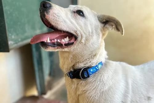 Stanislas, BLANC male puppy Labrador Retriever for adoption at Animaux Secours, Lille