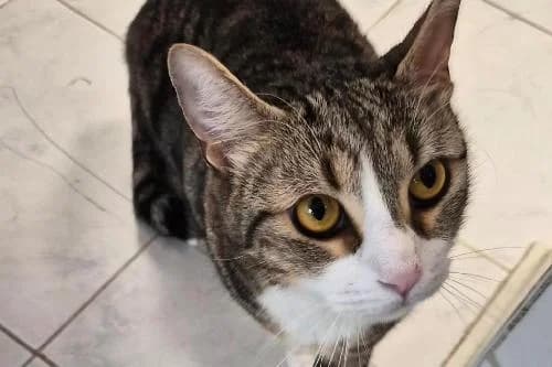 Moon, TIGRE ET BLANC male 3yo mixed breed for adoption at Animaux Secours, Lille