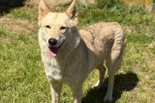 Nymeria, CREME female young Husky for adoption at Animaux Secours, Lille