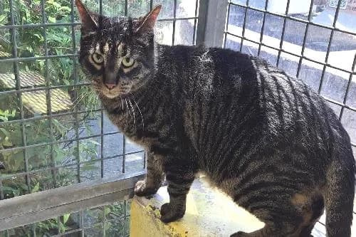 Morpy, TIGRE male 3yo mixed breed for adoption at Animaux Secours, Lille