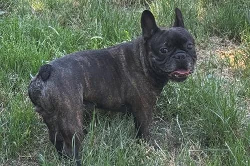 Tresor, FAUVE - NOIRE male 3yo French Bulldog for adoption at Animaux Secours, Lille