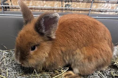 Oswald, MARRON mixed breed for adoption at Animaux Secours, Lille