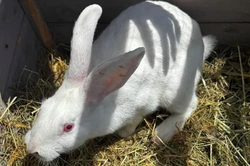 Betty, BLANC female mixed breed for adoption at Animaux Secours, Lille