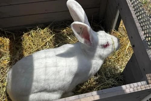 Boop, BLANC female mixed breed for adoption at Animaux Secours, Lille