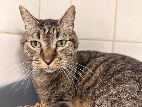 Chacha, TIGRE male 6yo mixed breed for adoption at Animaux Secours, Lille