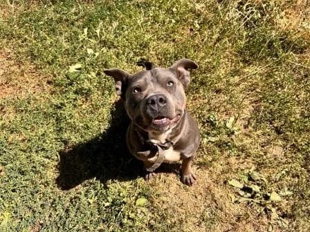 Chanel, BLEU female 3yo Staffordshire Bull Terrier for adoption at Animaux Secours, Lille