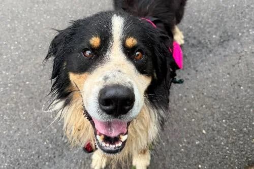 Snow, TRICOLORE male 4yo Border Collie for adoption at Animaux Secours, Lille