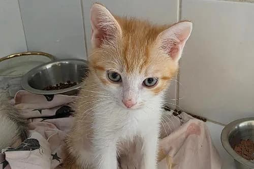 Sven, ROUX ET BLANC male puppy mixed breed for adoption at Animaux Secours, Lille