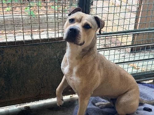Kiara, BEIGE female young Staffordshire Bull Terrier for adoption at Animaux Secours, Lille