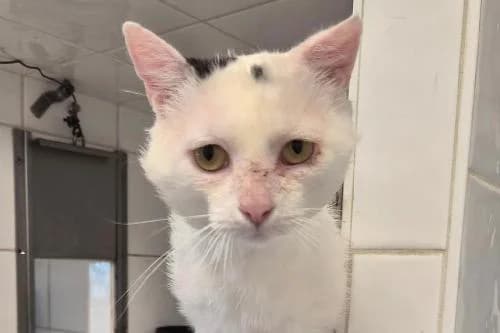 Zebre, NOIRE ET BLANCHE male 7yo mixed breed for adoption at Animaux Secours, Lille