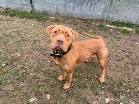 Thor, FAUVE male 4yo French Bulldog for adoption at Animaux Secours, Lille