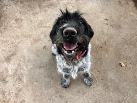 Sultan, GRIS NOIR male 6yo mixed breed for adoption at Animaux Secours, Lille