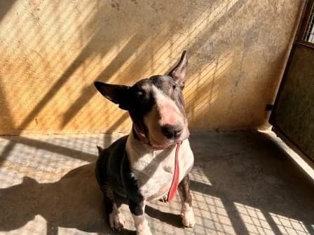 Rudy, NOIRE ET BLANCHE male 6yo Bull Terrier for adoption at Animaux Secours, Lille