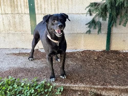 Kenzo, NOIRE male senior Akita for adoption at Animaux Secours, Lille