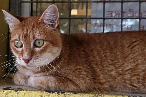 Snow, ROUX male senior mixed breed for adoption at Animaux Secours, Lille