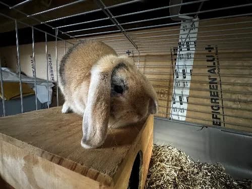 Biscotte, BEIGE CHARBONNE female mixed breed for adoption at Animaux Secours, Lille