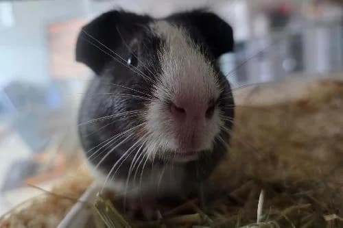 Kenza, BLANC ET NOIR puppy mixed breed for adoption at Animaux Secours, Lille