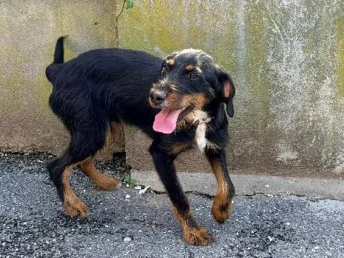 Ratatouille, NOIRE male puppy mixed breed for adoption at Animaux Secours, Lille