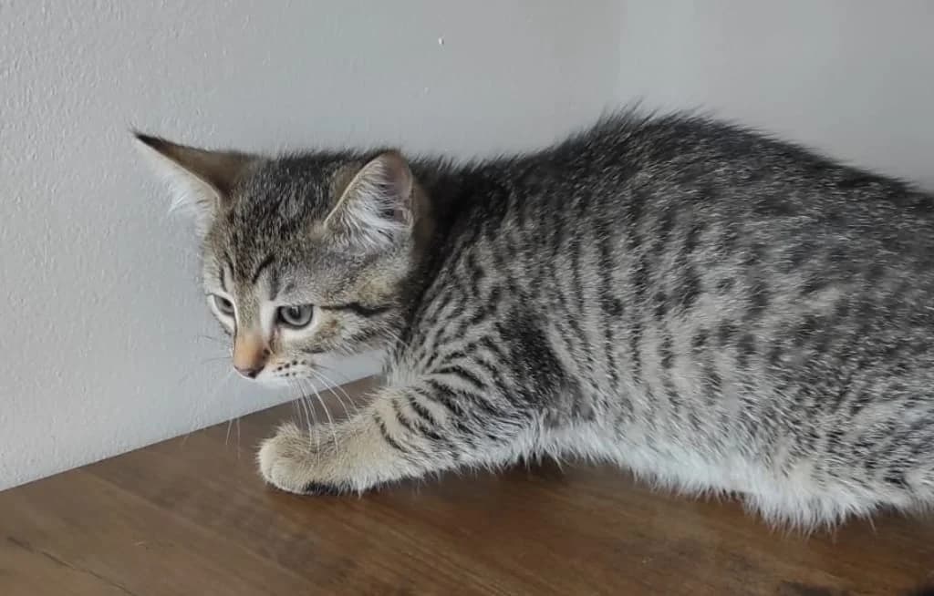 Bounty, Tigré et gris female puppy European Shorthair for adoption at AniMeaux, Meaux
