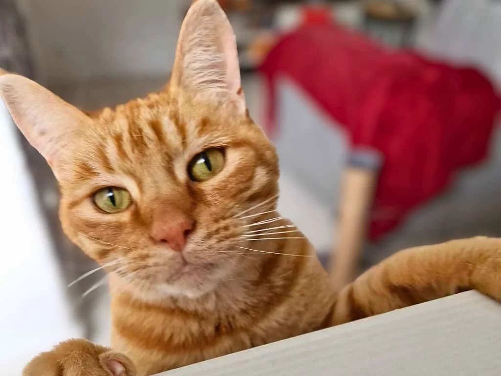 Quartz, Roux male senior European Shorthair for adoption at AniMeaux, Meaux