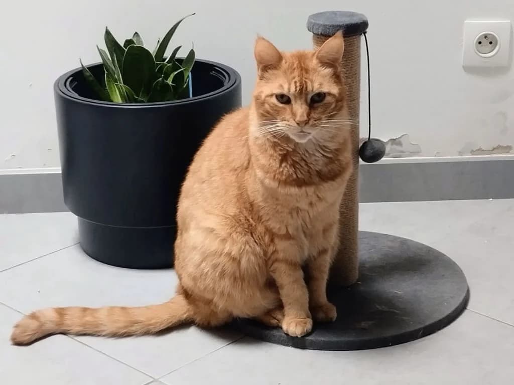Quartz, Roux male senior European Shorthair for adoption at AniMeaux, Meaux