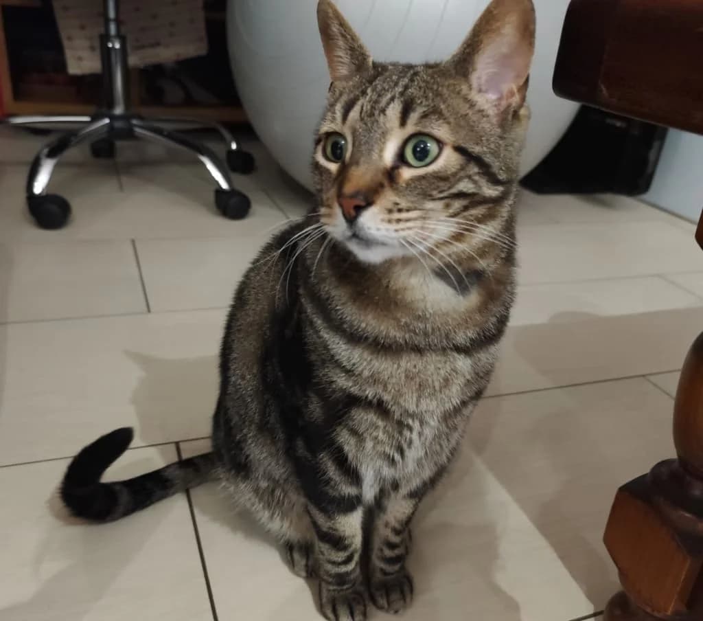 Bobby, Tigré marron male European Shorthair for adoption at AniMeaux, Meaux