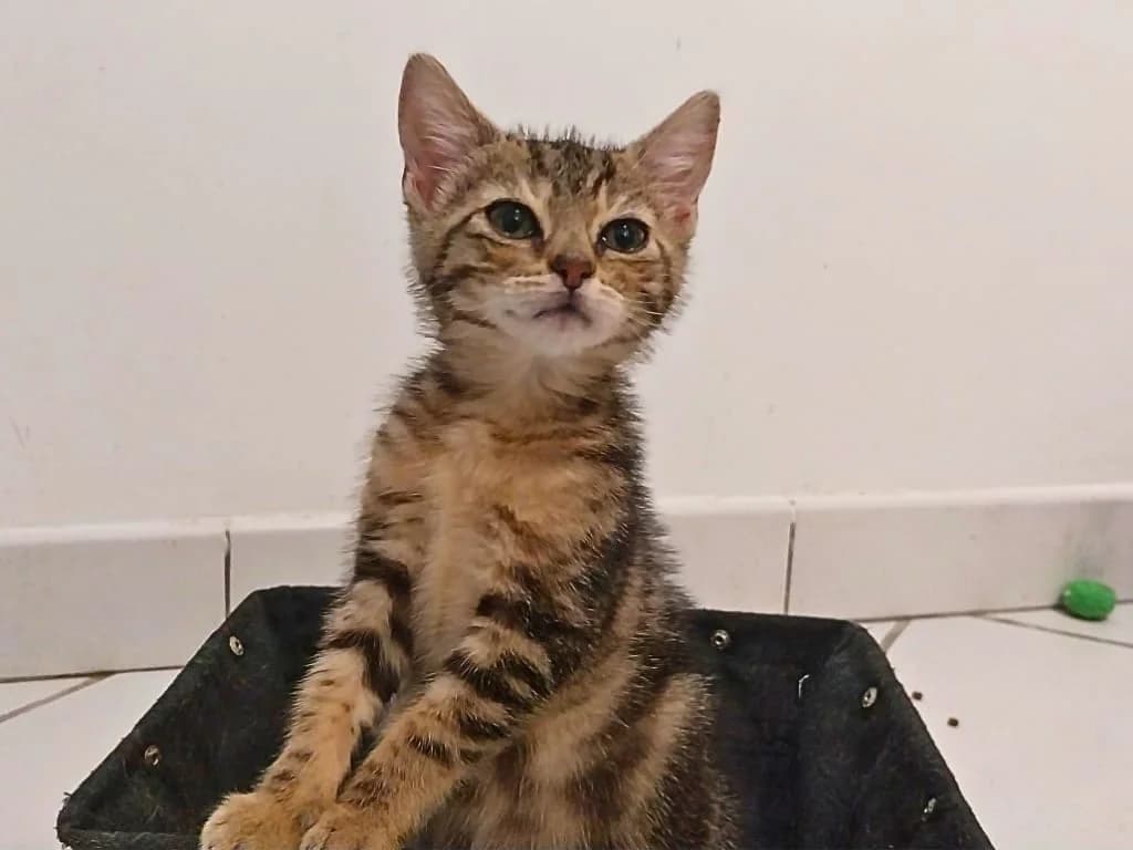 Boo, Tigré marron female puppy European Shorthair for adoption at AniMeaux, Meaux