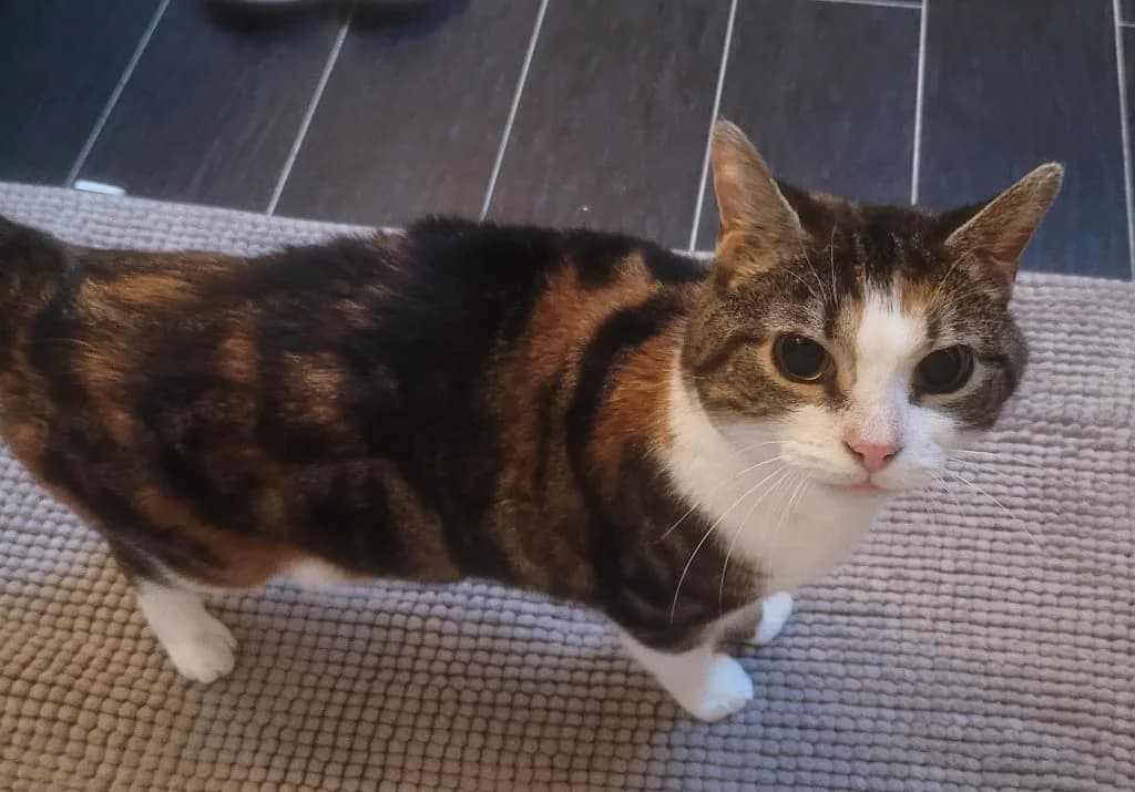 Brocéliande, Tricolore female European Shorthair for adoption at AniMeaux, Meaux