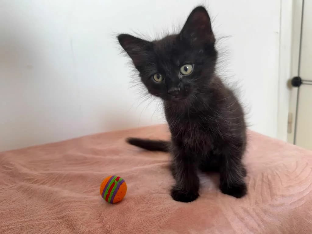 Browkie, Noir male puppy European Shorthair for adoption at AniMeaux, Meaux