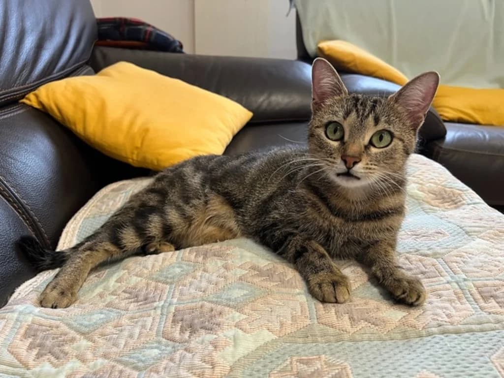 Kitty, Tigré marron female young European Shorthair for adoption at AniMeaux, Meaux