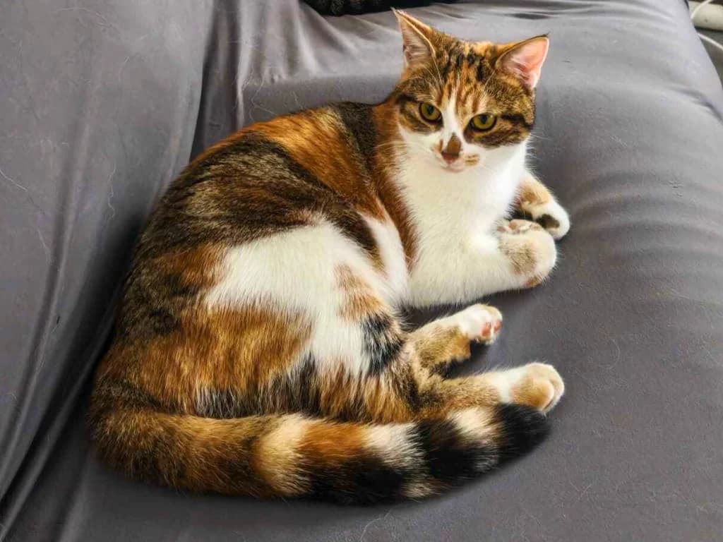 Auburn, Tigré tricolore female European Shorthair for adoption at AniMeaux, Meaux