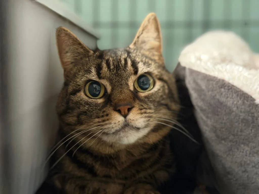 Drynaide, Tigré et gris female European Shorthair for adoption at AniMeaux, Meaux