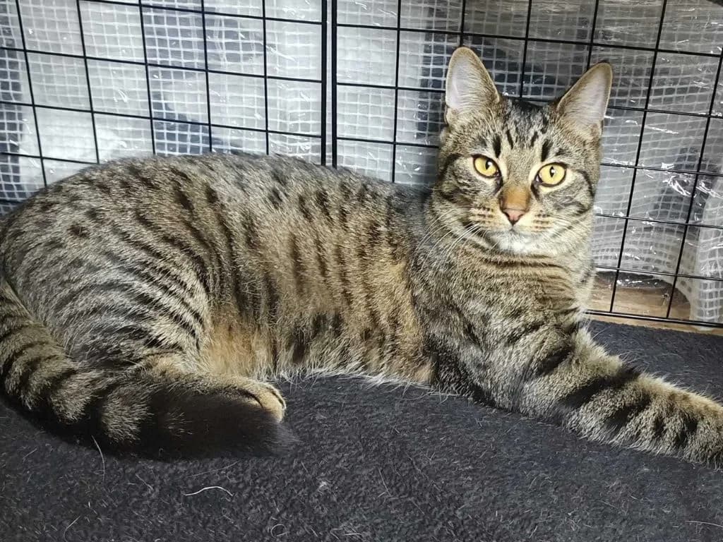 Arribas, Tigré marron male European Shorthair for adoption at AniMeaux, Meaux
