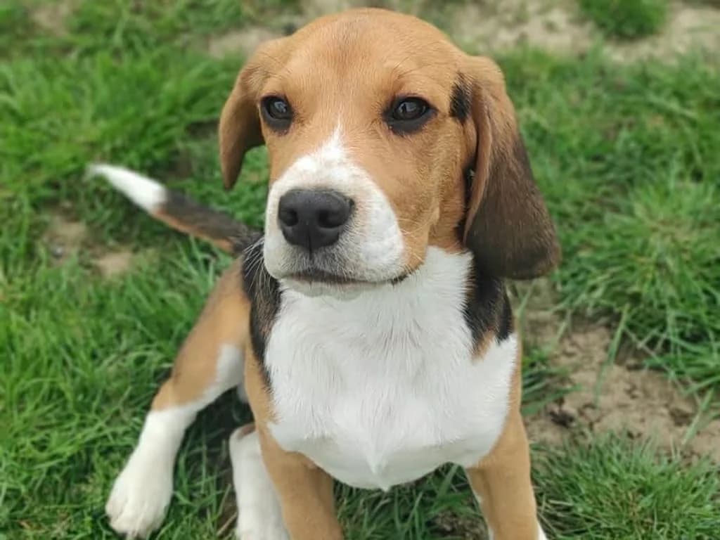 Ayko, male Beagle for adoption at AniMeaux, Meaux
