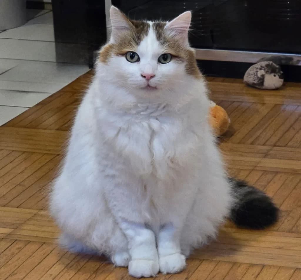 Sushi, Marron et blanc male senior European Shorthair for adoption at AniMeaux, Meaux