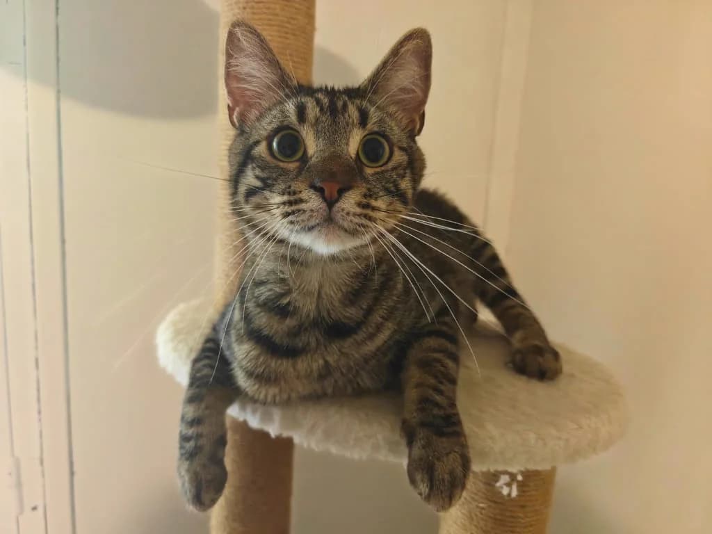 Prof, Tigré marron male young European Shorthair for adoption at AniMeaux, Meaux