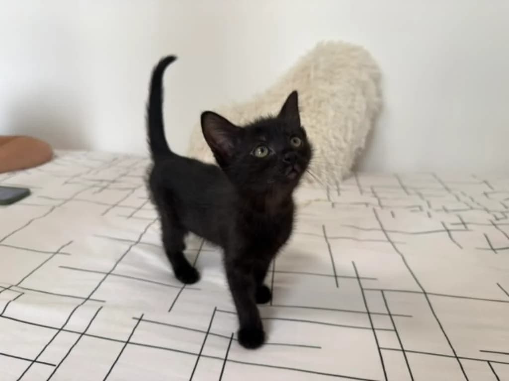 BAGHEERA, Noir female puppy European Shorthair for adoption at AniMeaux, Meaux