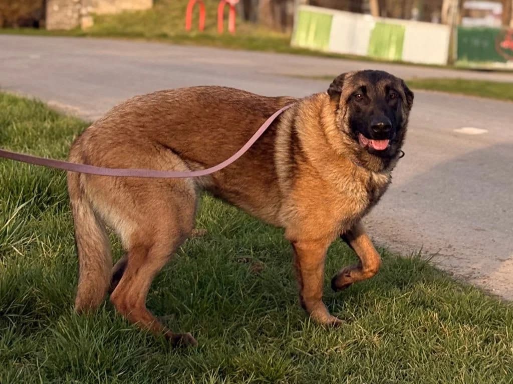 Lady, Fauve charbonné female young Belgian Malinois for adoption at AniMeaux, Meaux
