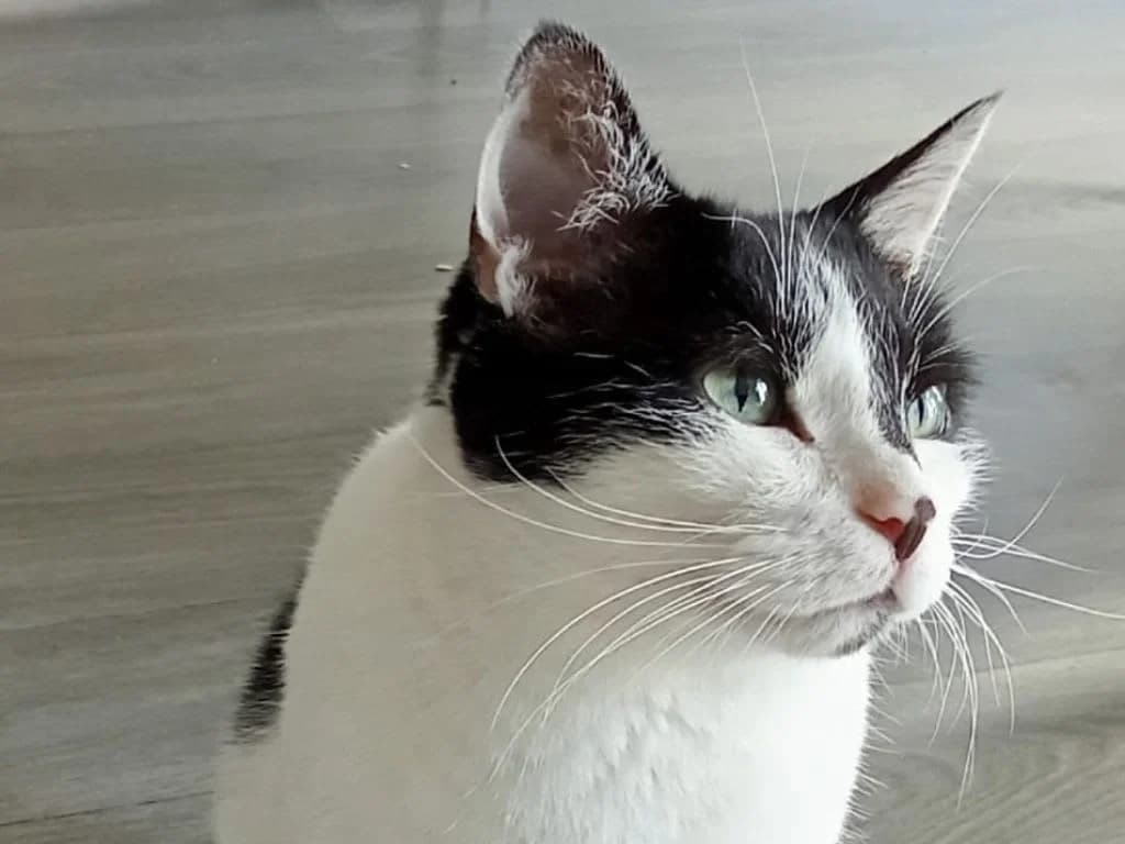 Félix, Noir et blanc male European Shorthair for adoption at AniMeaux, Meaux