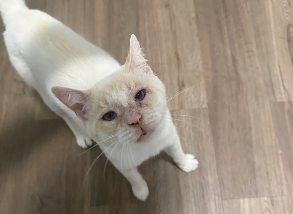 Charmant, Crème male young European Shorthair for adoption at AniMeaux, Meaux