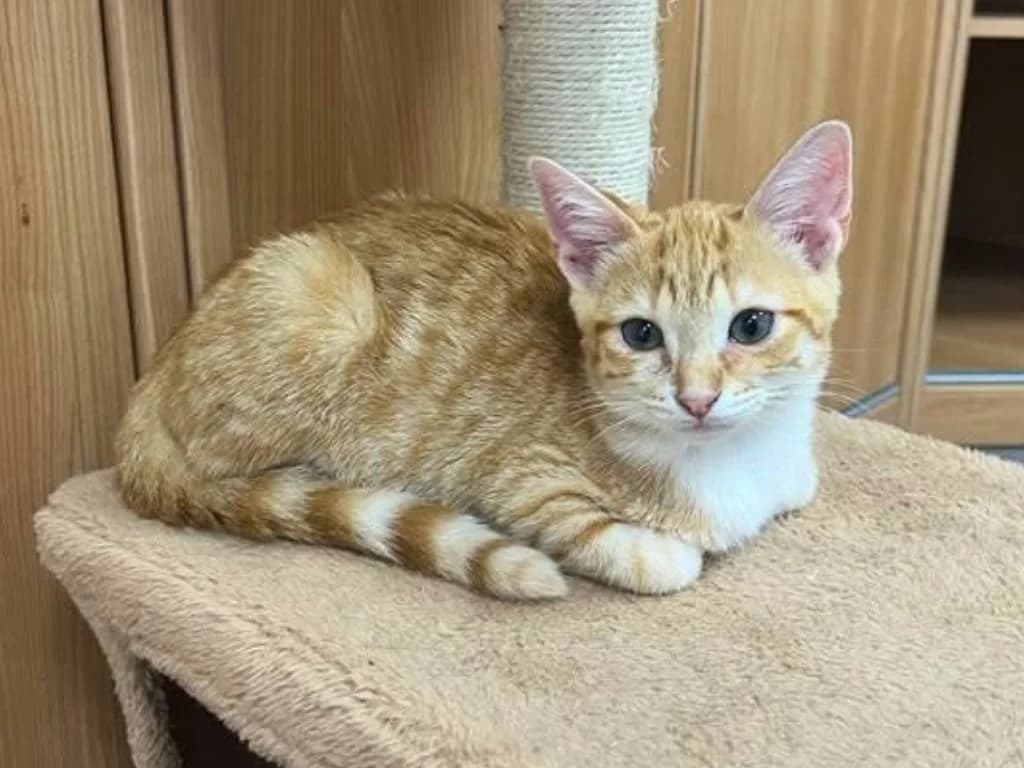 Butternut, Tigré et roux male puppy European Shorthair for adoption at AniMeaux, Meaux