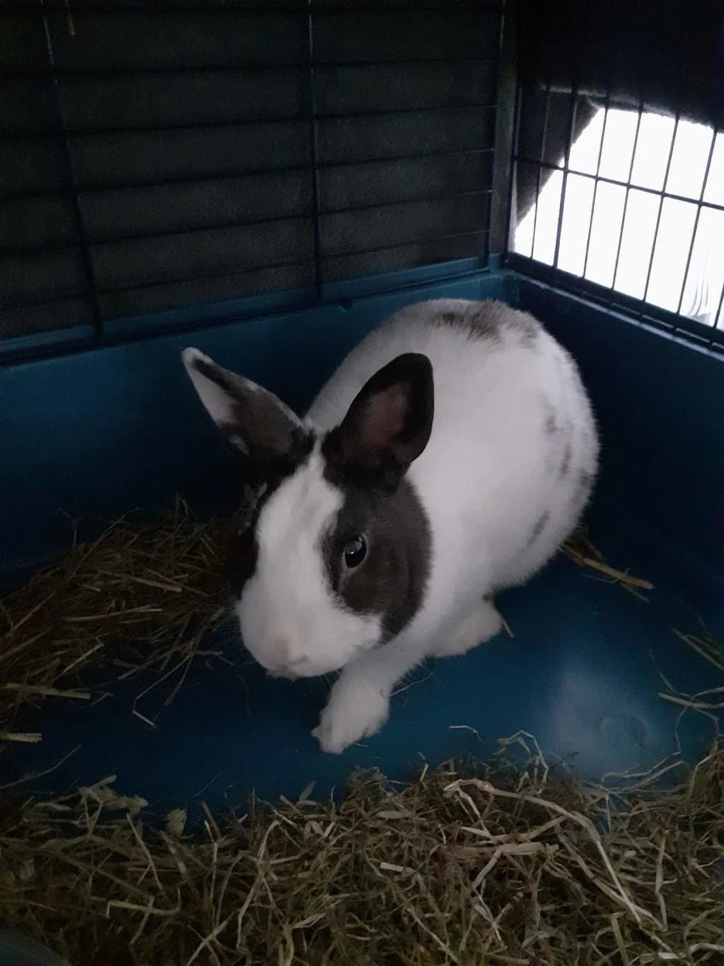 Bunny, Noir et blanc male mixed breed for adoption at AniMeaux, Meaux