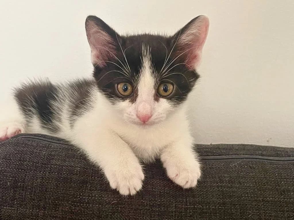 Bowie, Gris et blanc male puppy European Shorthair for adoption at AniMeaux, Meaux