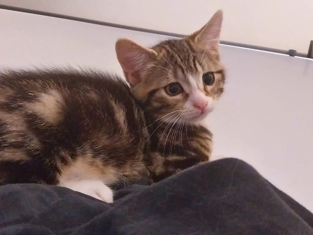 Bob, Tigré et blanc male puppy European Shorthair for adoption at AniMeaux, Meaux