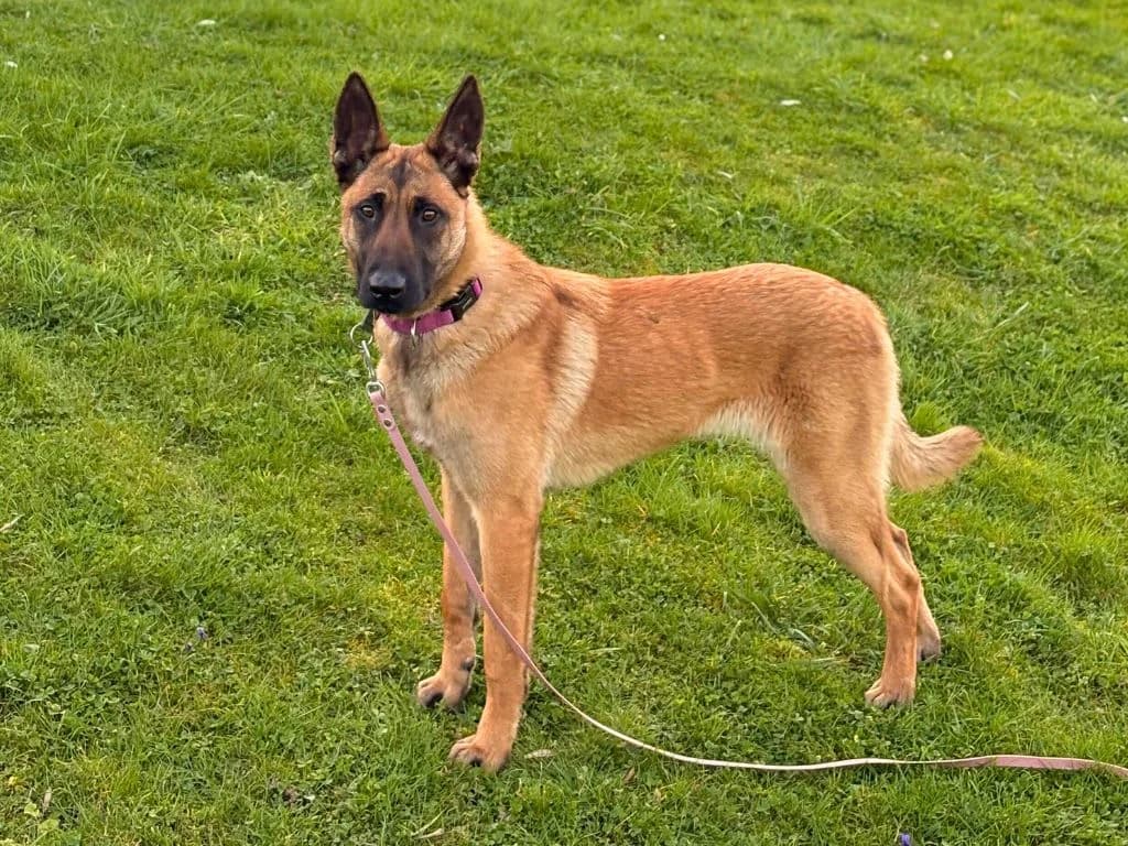 Bella, Fauve charbonné female Belgian Malinois for adoption at AniMeaux, Meaux