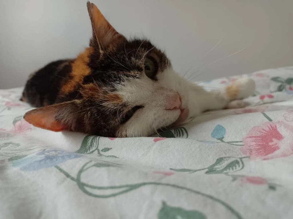 Deva physalis, Tricolore female European Shorthair for adoption at AniMeaux, Meaux