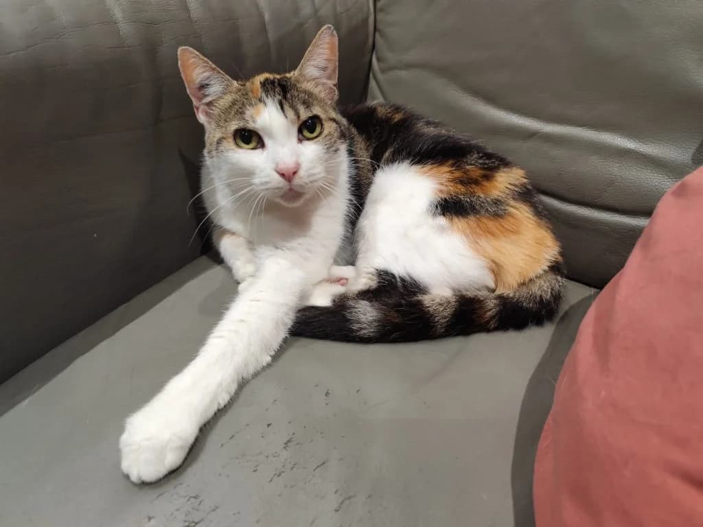 Deva physalis, Tricolore female senior European Shorthair for adoption at AniMeaux, Meaux