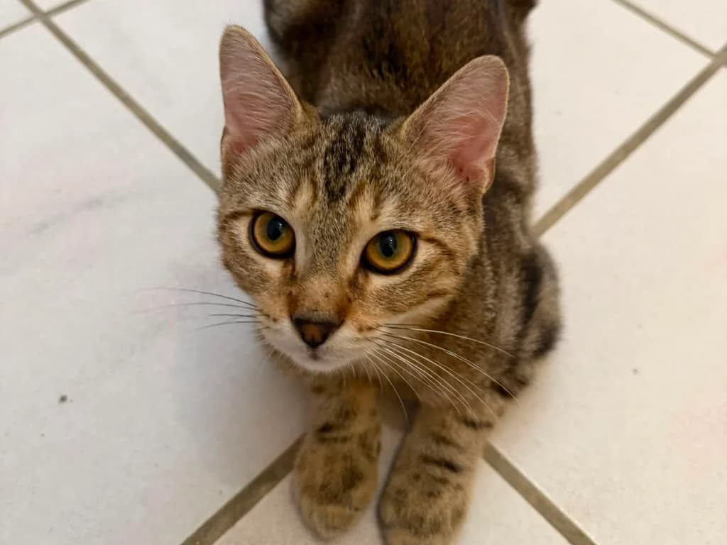 Buzz, Tigré marron male puppy European Shorthair for adoption at AniMeaux, Meaux