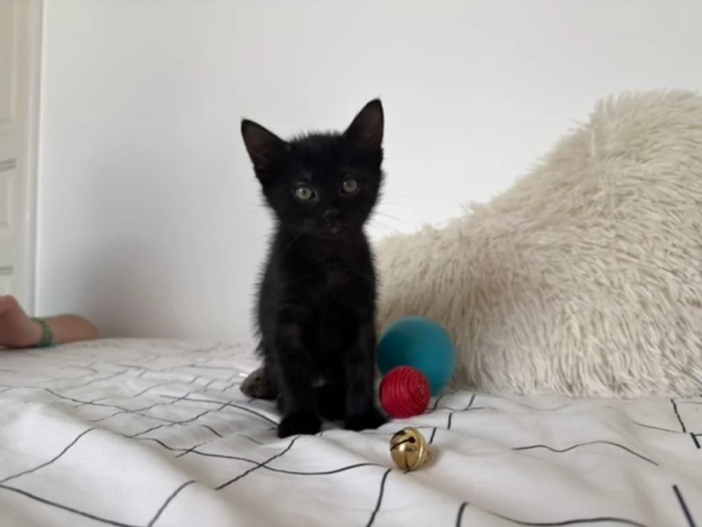 BATMAN, Noir male puppy European Shorthair for adoption at AniMeaux, Meaux