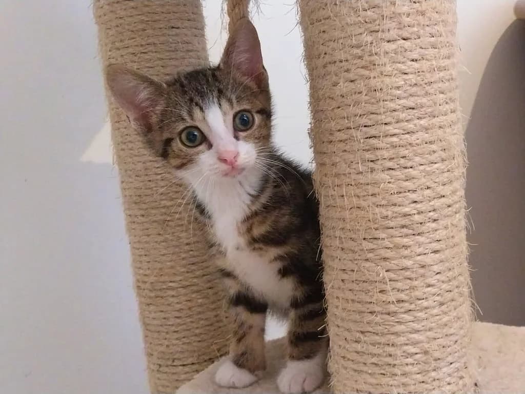 Baloo, Tigré et blanc male puppy European Shorthair for adoption at AniMeaux, Meaux